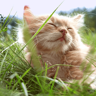 Kitty